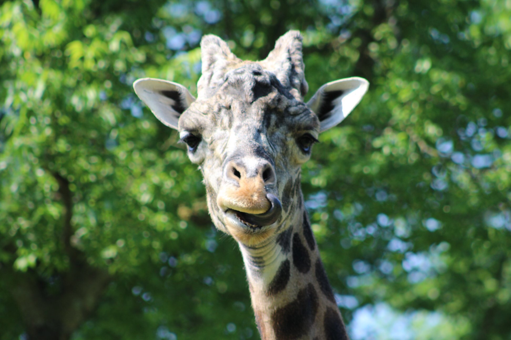 Perfect Itinerary for 2 Days in Nashville - Giraffe sticking his tongue out at the zoo