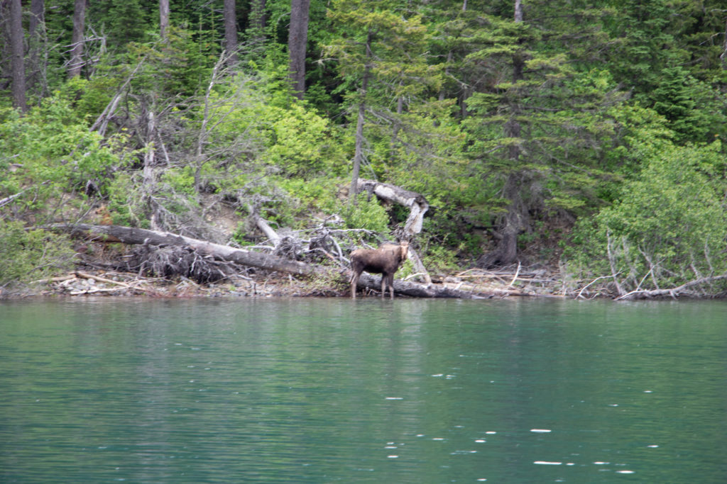 Moose standing on shoreline of Waterton Lake with trees in Alberta, Canada