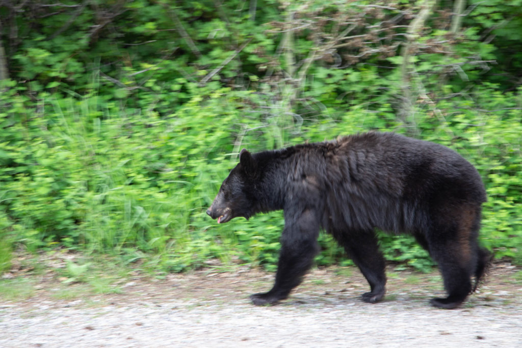 black bear cub in waterton national park alberta