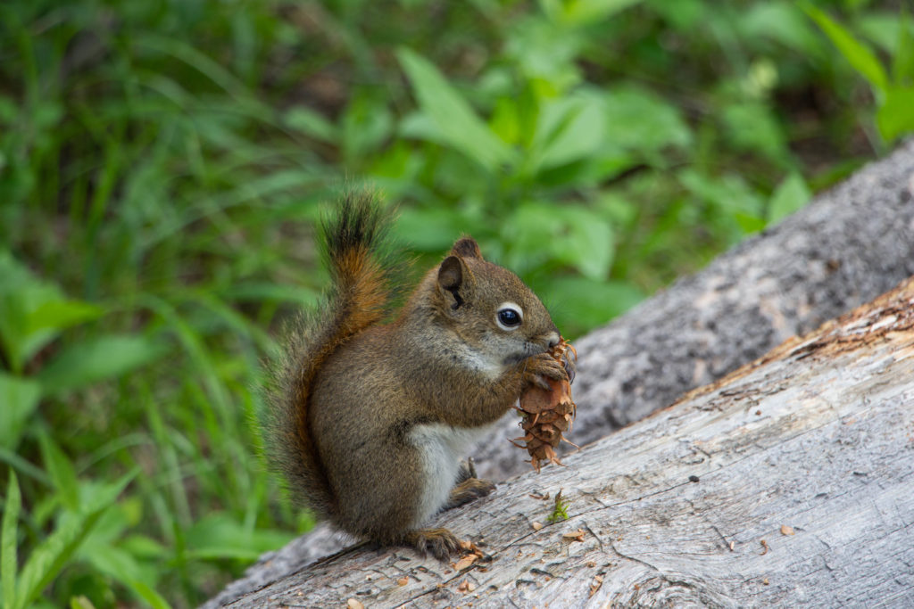 Red Squirrel eating a pinecone on a log
