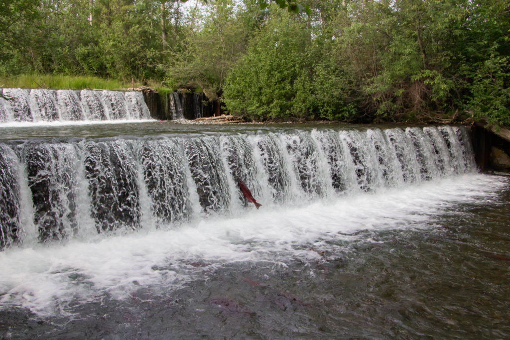 wide waterfall and trees with big red king salmon jumping over waterfall