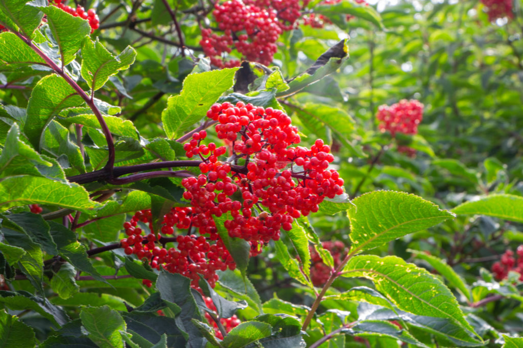 Red Berries and green leaves in Kincaid Park anchorage alaska