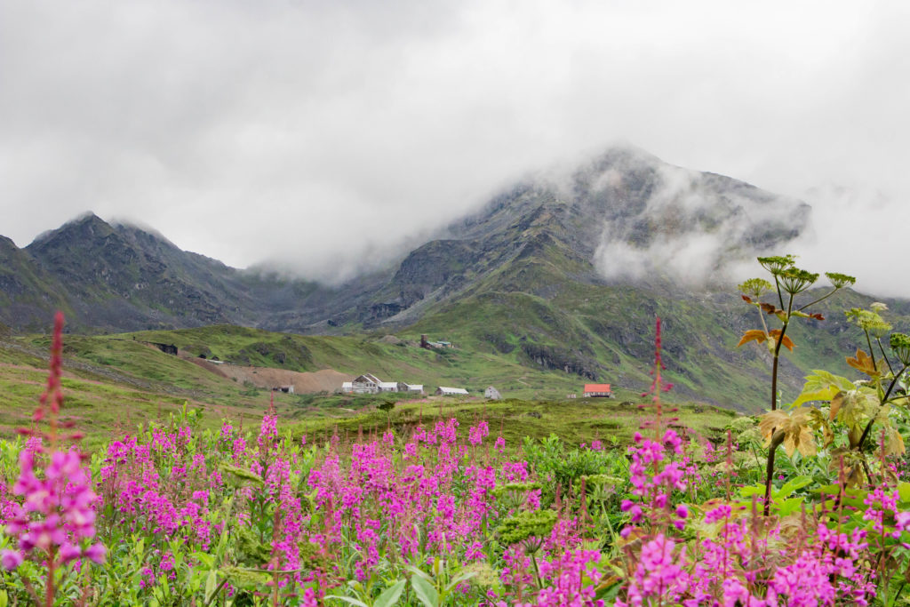 Hatcher Pass anchorage alaska and talkeetna mountains with clouds, buildings, and pink flower fire weed