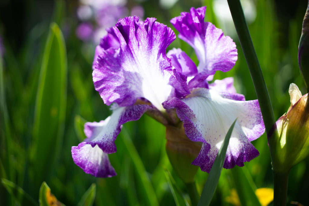 Purple and white iris flower and green grass in huntsville botanical garden alabama