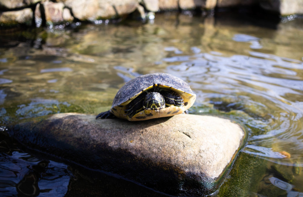 turtle sitting on rock in sun with water