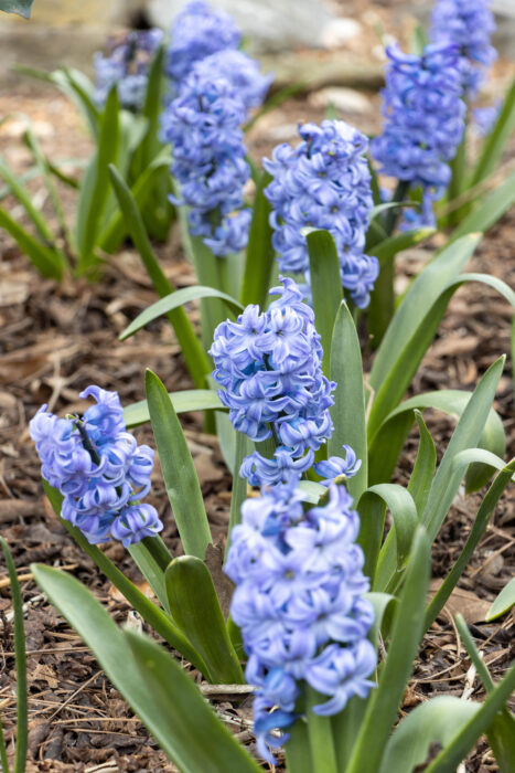 Things to do in Huntsville, Alabama - Purple and blue flowers in March in Huntsville Botanical Gardens