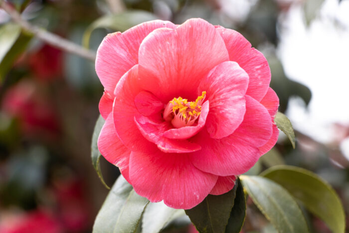 Things to do in Huntsville, Alabama - pink Camellia rose in March in Huntsville Botanical Gardens