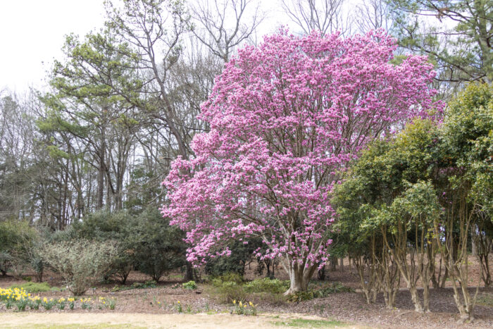 Things to do in Huntsville, Alabama - Tulip tree in March in Huntsville Botanical Gardens