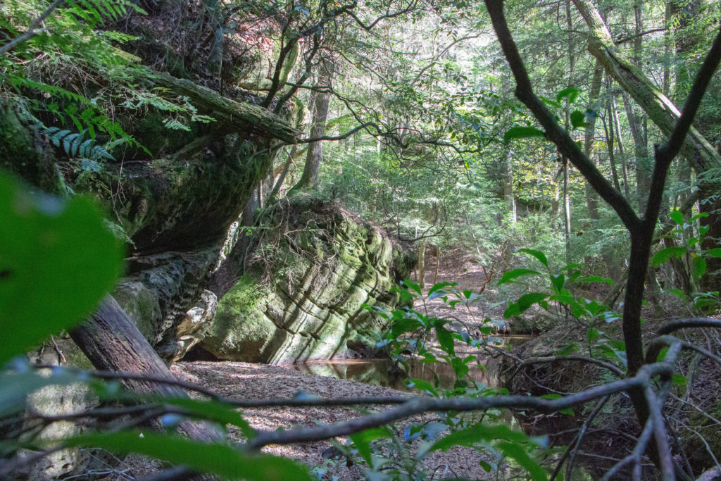 jungle mossy rocks and trees with shadowy light at dismals canyon in alabama