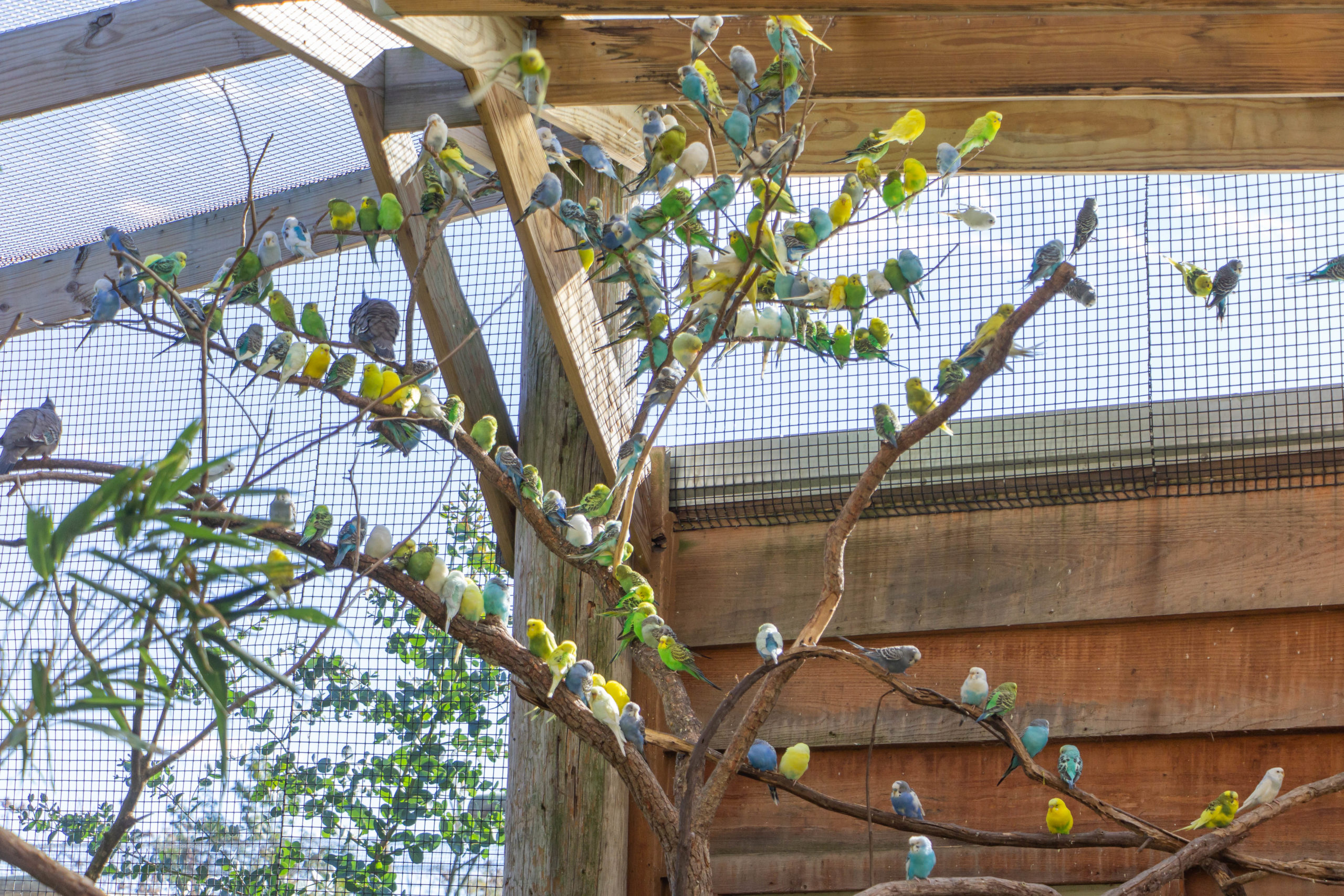 tree full of colorful parakeets in aviary at Tennessee Safari Park