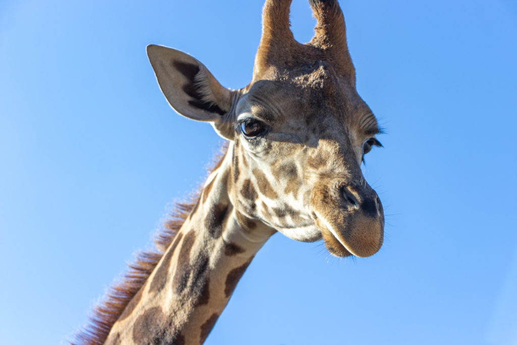 head of giraffe with blue sky at tennessee safari park alamo
