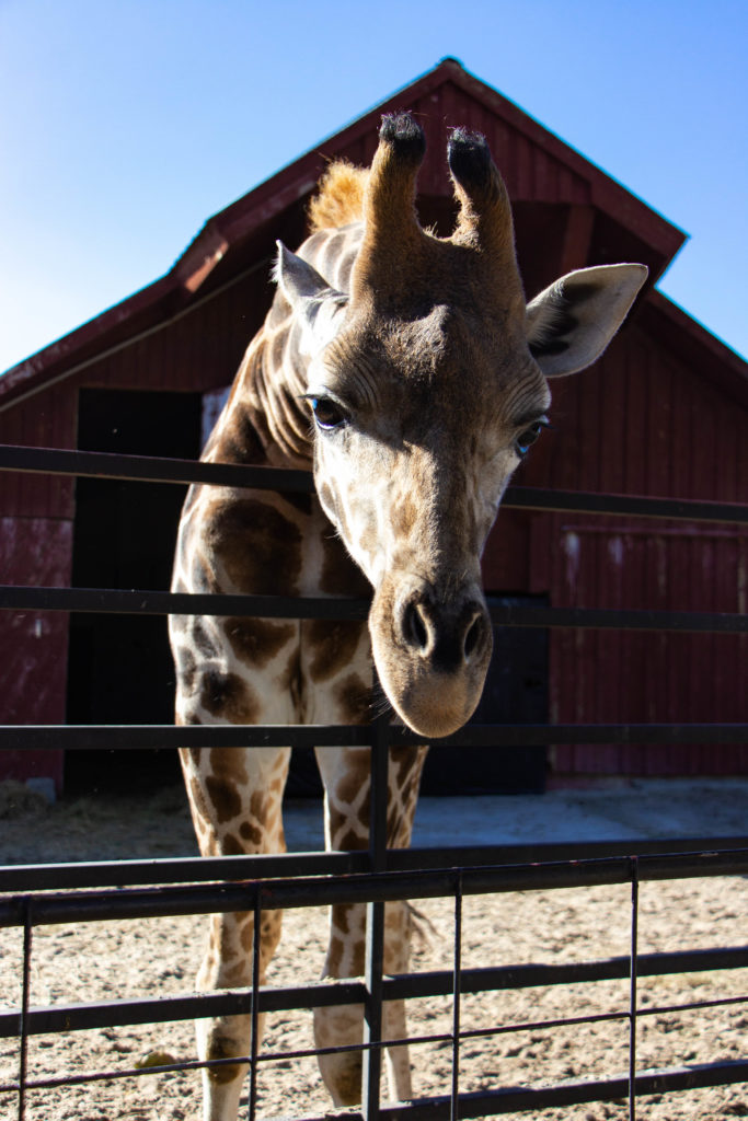 giraffe leaning over fence in front of red barn and blue sky at Tennessee Safari Park alamo