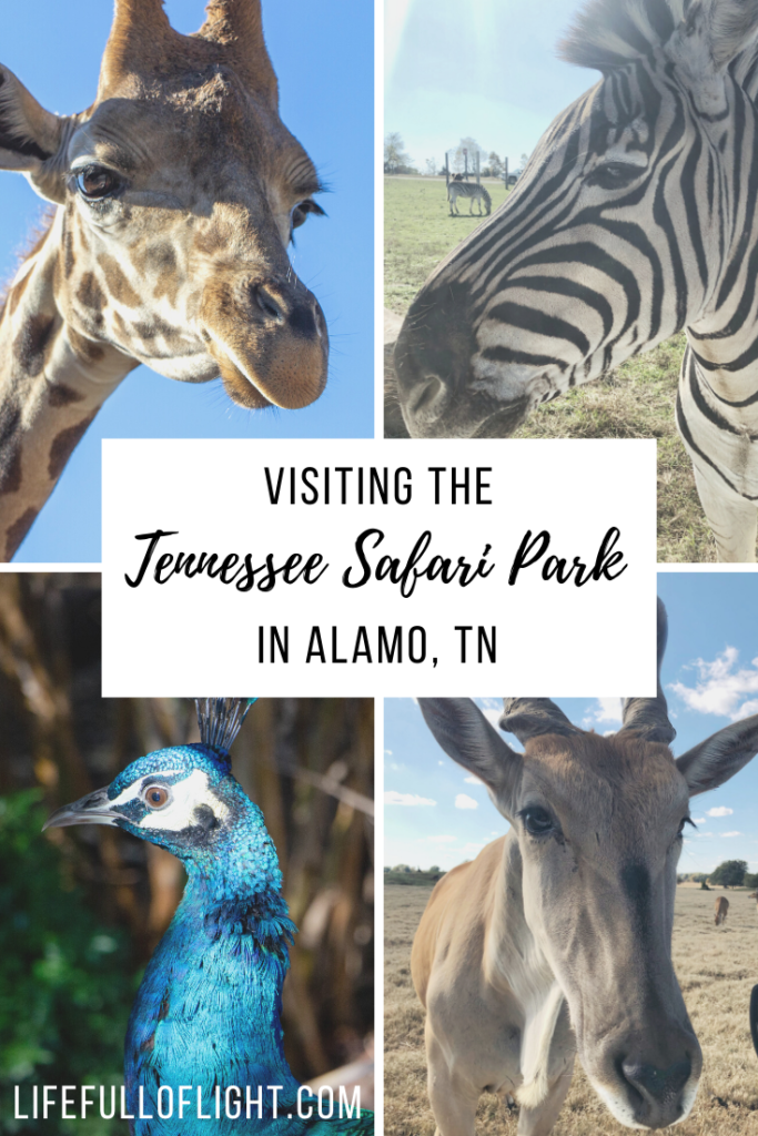 Visiting the Tennessee Safari Park in Alamo, TN
