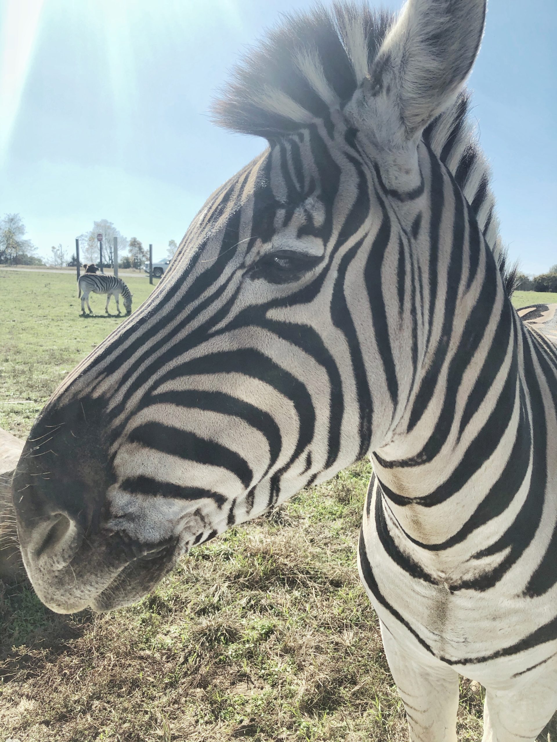 zebra head at Tennessee Safari Park