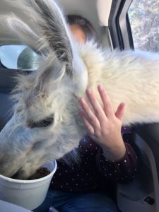 white llama sticking head through car window to eat out of food bucket at drive thru zoo in tennessee safari park alamo