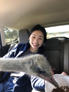 ostrich sticks his head in to eat out of white food bucket in car with asian girl smiling at drive thru zoo in tennessee safari park alamo