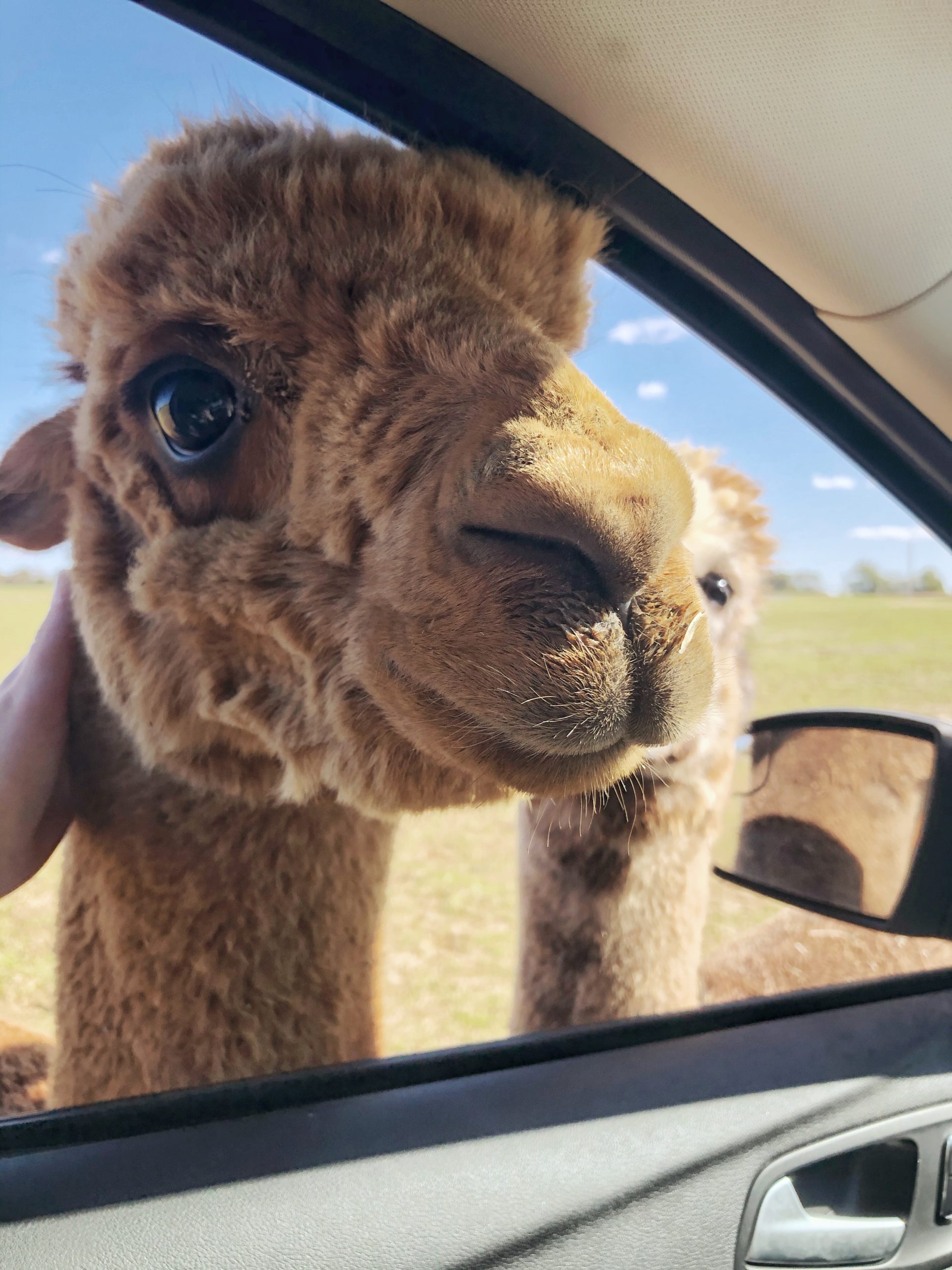 brown alpaca sticking his head in the car at drive thru zoo in tennessee safari park alamo