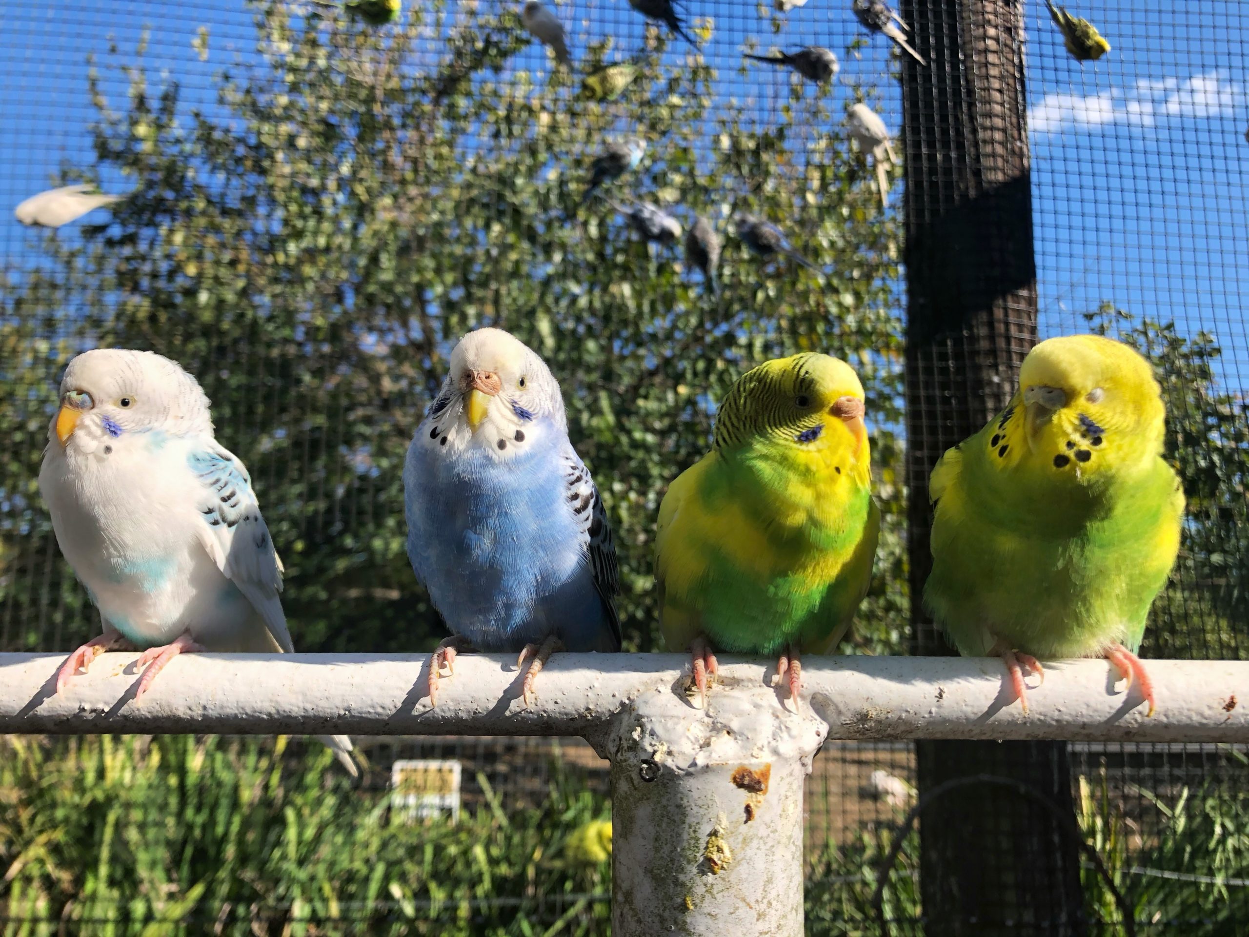4 parakeets different colors sitting on perch in aviary at Tennessee Safari Park alamo