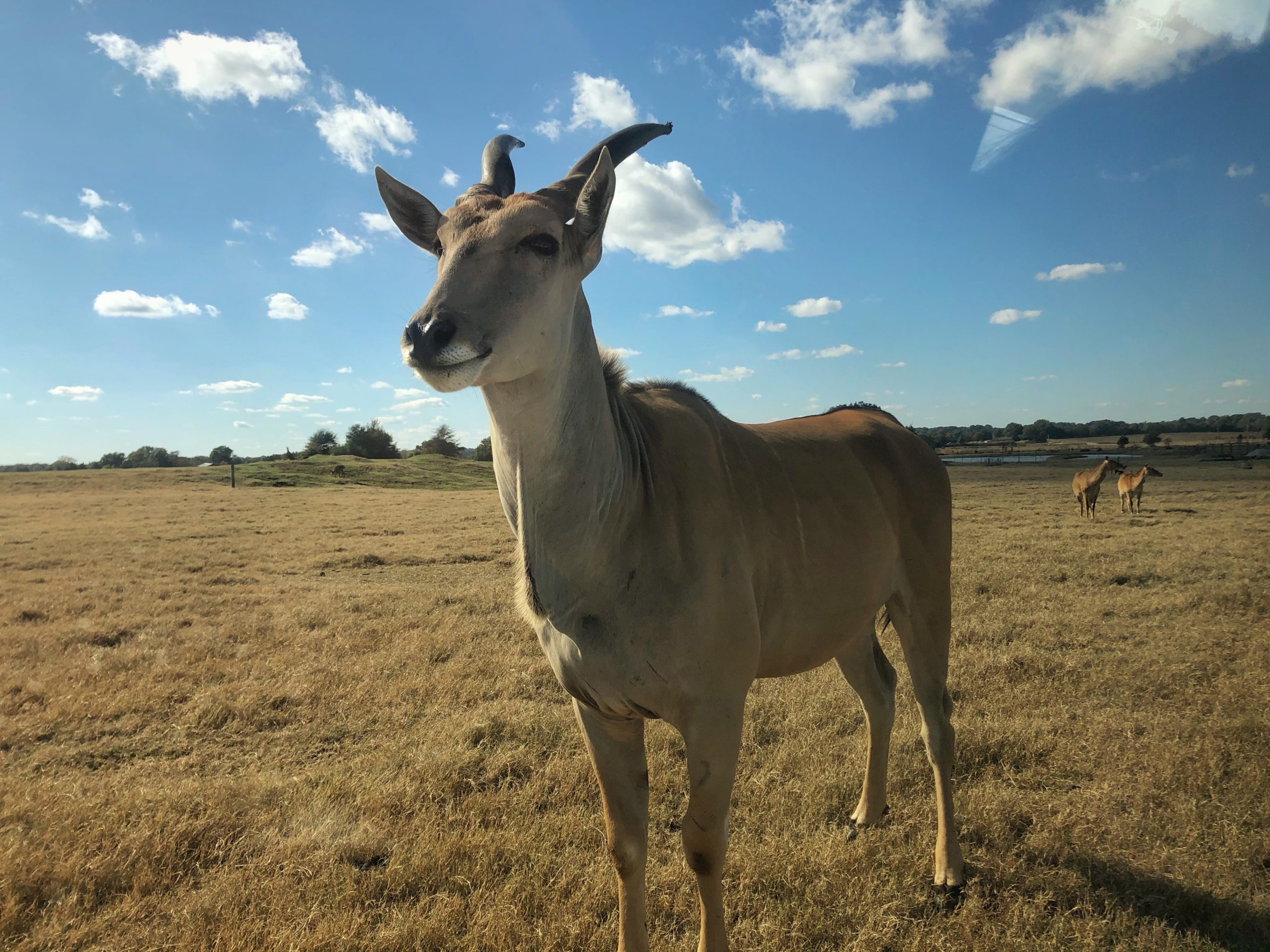 large deer antelope with blue sky and white clouds standing on prairie at drive thru zoo in tennessee safari park alamo