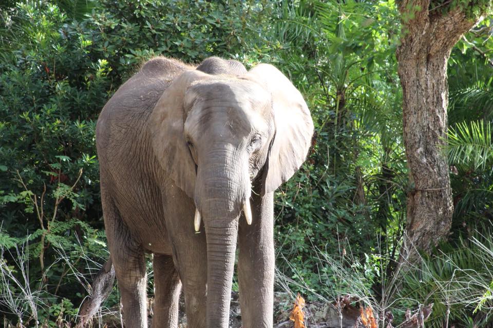 elephant kilimanjaro safari animal kingdom Disney world Orlando Florida