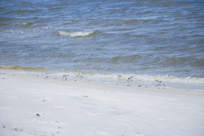 Day Trip to Long Beach, Mississippi - Sand pipers by the ocean