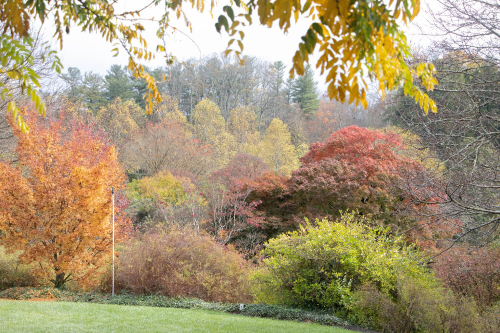 Fall Colors in the Biltmore Estate Gardens