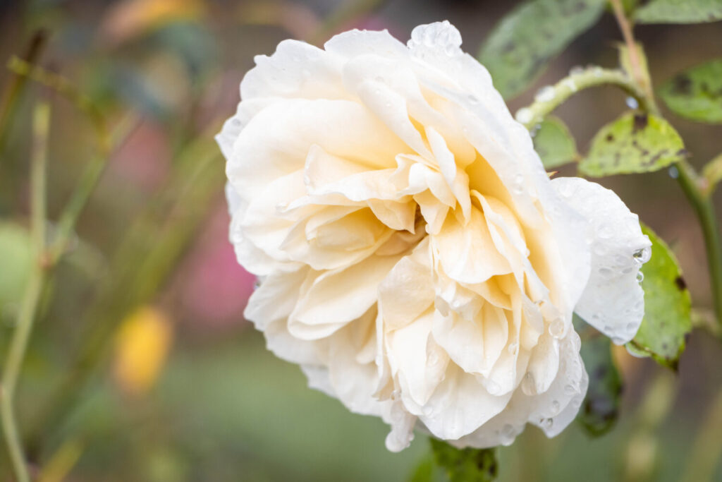 White Rose in the Biltmore Estate Rose Gardens
