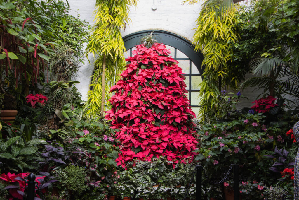 Why You Should Visit the Biltmore Estate at Christmas Time - Poinsettia Christmas tree inside the Conservatory green house