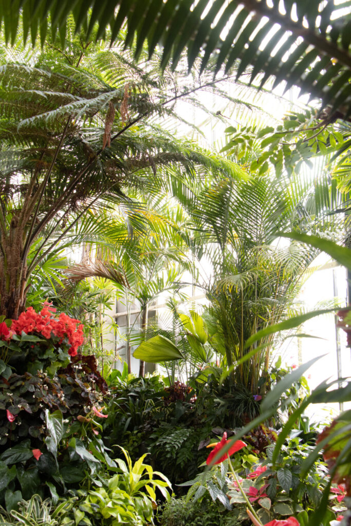 Why You Should Visit the Biltmore Estate at Christmas Time - Inside the Conservatory green house