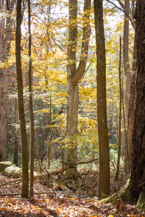 Great Smoky Mountain National Park - forest trees in fall