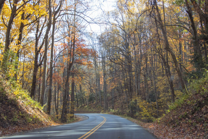 Great Smoky Mountain National Park - forest trees in fall along road