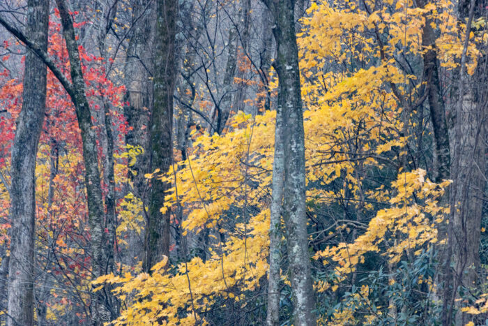 Great Smoky Mountain National Park - Red and Yellow trees