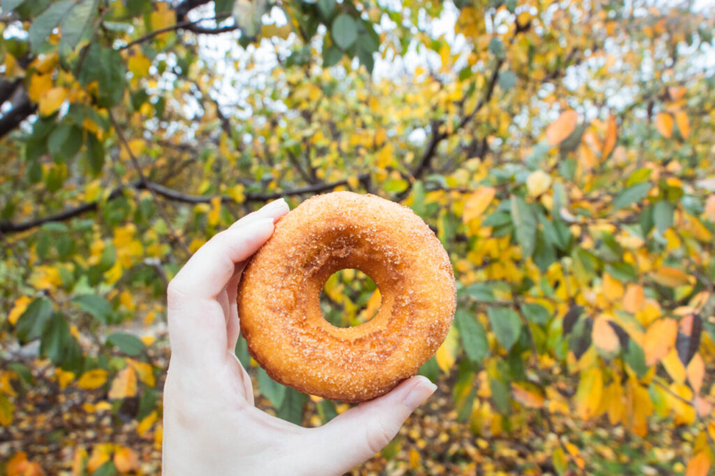 Things to Do on a Day Trip to Flat Rock, North Carolina - Sky Top Orchard fresh apple cider donuts