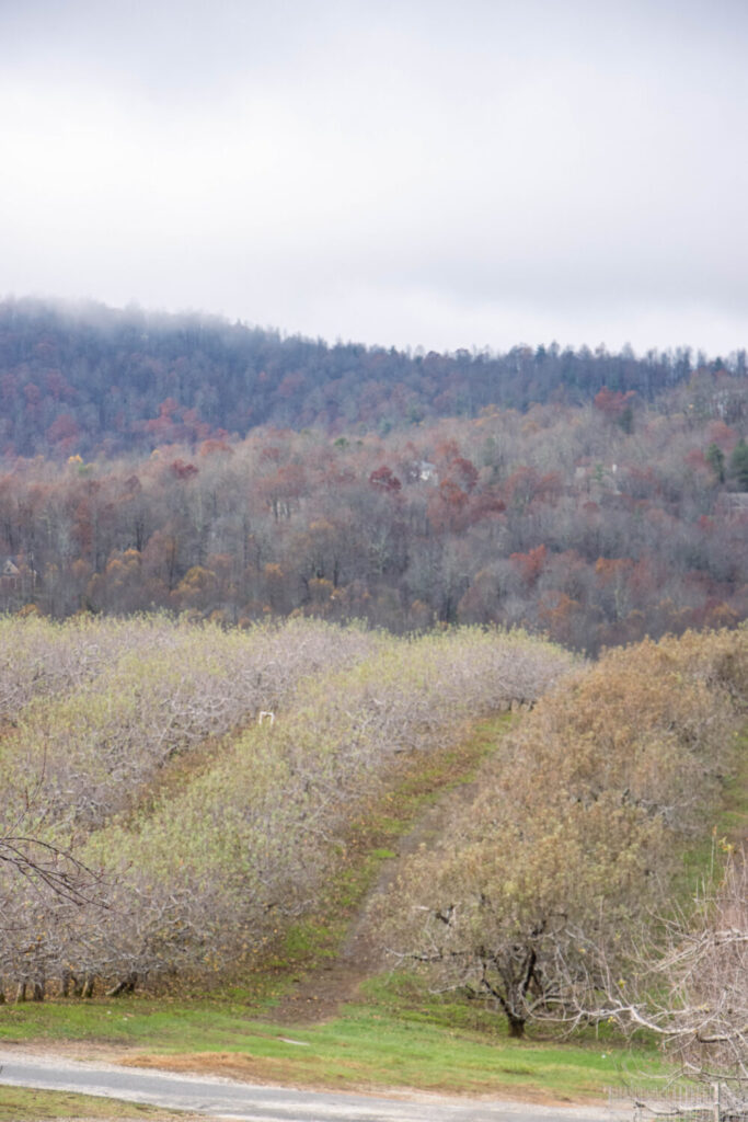 Things to Do on a Day Trip to Flat Rock, North Carolina - Sky Top Orchard views