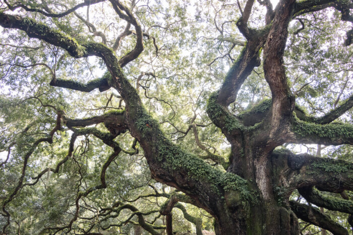 Best Things to do in Charleston, South Carolina - Angel Oak Tree