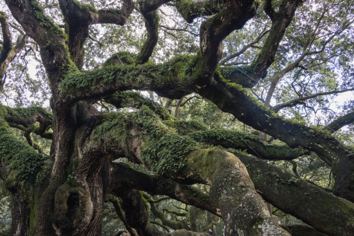 Best Things to do in Charleston, South Carolina - Angel Oak Tree