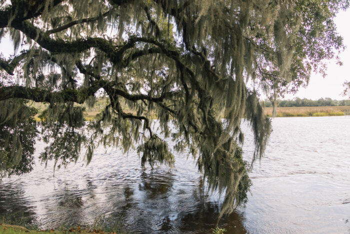 Exploring Historic Magnolia Plantation and Gardens in Charleston, South Carolina - Spanish moss covered ancient oak trees hanging over the lake
