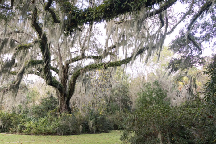 Exploring Historic Magnolia Plantation and Gardens in Charleston, South Carolina - Spanish moss covered ancient oak trees