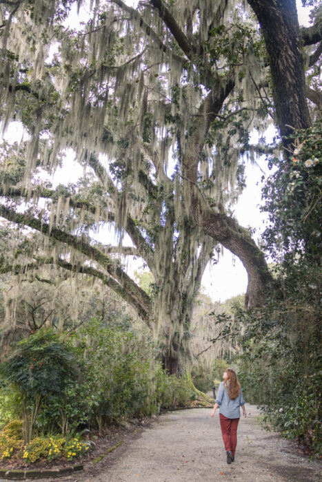 Exploring Historic Magnolia Plantation and Gardens in Charleston, South Carolina - Spanish moss covered J. Drayton Hastie Tree