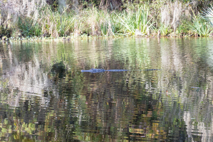 Alligator in the water at Magnolia Gardens