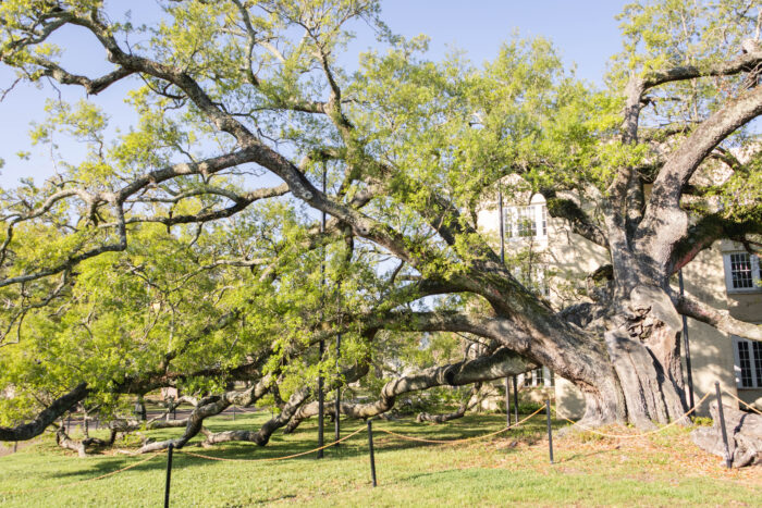 Weekend Getaway to Gulf Coast of Mississippi - Friendship Oak at University of Southern MS in Gulfport