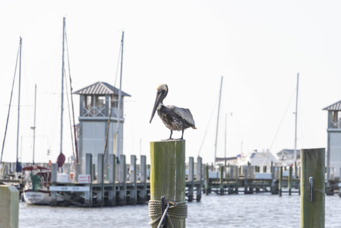 Weekend Getaway to Gulf Coast of Mississippi - Pelican and harbor of Port of Gulfport, MS