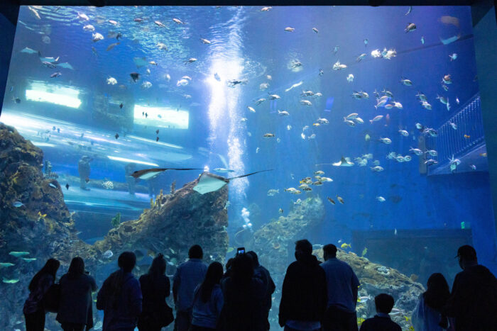 Weekend Getaway to Gulf Coast of Mississippi - Mississippi Aquarium large fish tank with stingrays