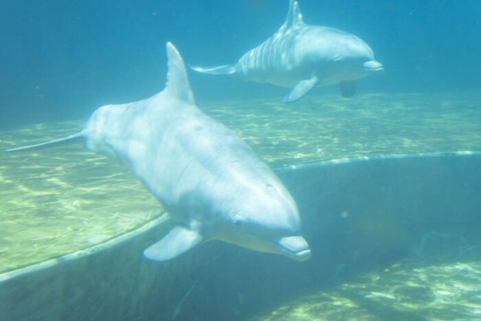 Weekend Getaway to Gulf Coast of Mississippi - two dolphins at MS Aquarium