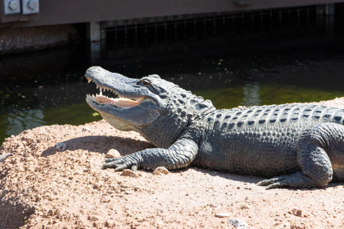 Weekend Getaway to Gulf Coast of Mississippi - American Alligator at MS Aquariuam