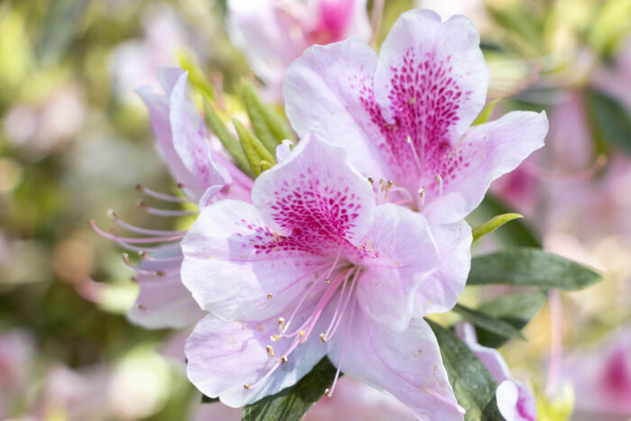 Bellingrath Gardens - Pink Azaleas in April