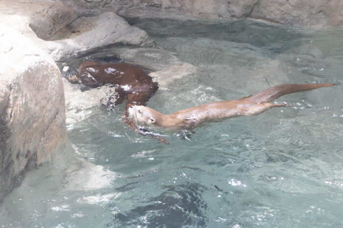 Things to do on a Weekend Getaway to Chattanooga, TN - Tennessee aquarium river otters swimming