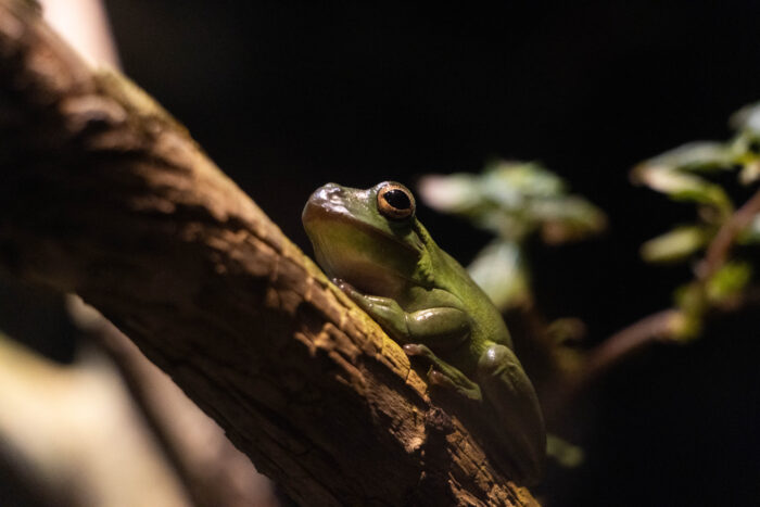 Things to do on a Weekend Getaway to Chattanooga, TN - Tennessee aquarium frog on a stick