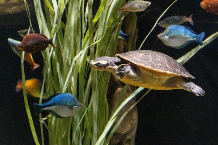 Things to do on a Weekend Getaway to Chattanooga, TN - Tennessee aquarium turtle swimming with colorful fish