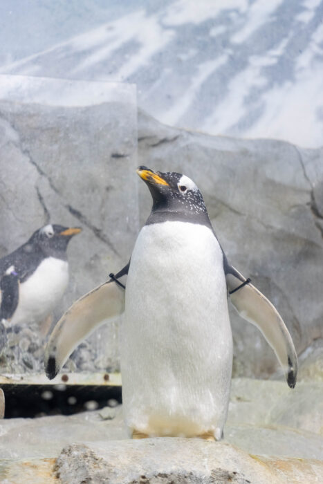 Things to do on a Weekend Getaway to Chattanooga, TN - Tennessee aquarium penguin